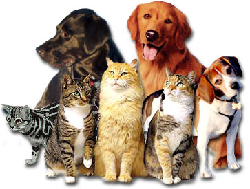 Cats